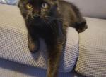 Mo black smoke Maine coon - Maine Coon Kitten For Sale - Milton&comma; PA&comma; US