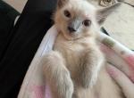 Blanket - Siamese Kitten For Adoption - MA&comma; US