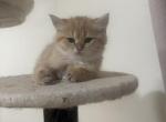 None - British Shorthair Kitten For Sale - Chino Hills&comma; CA&comma; US