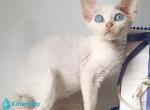 Marina - Devon Rex Kitten For Sale - Norwalk&comma; CT&comma; US