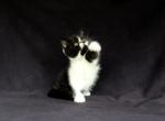 Betsey Ross - Persian Kitten For Sale - Williamsburg&comma; VA&comma; US