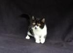 Paul Revere - Persian Kitten For Sale - 
