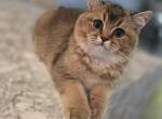 Charlie - Scottish Straight Kitten For Sale - Naperville&comma; IL&comma; US
