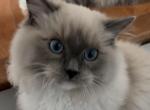 Blue Mitted Ragdoll Kitten - Ragdoll Kitten For Sale - Laurel&comma; MD&comma; US