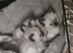 Kittens  r us - Siamese Kitten For Sale - Folcroft&comma; PA&comma; US