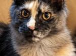 Fiona - Maine Coon Kitten For Sale - Monroeville&comma; PA&comma; US