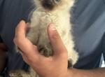 Bellas kittens - Himalayan Kitten For Sale - Binghamton&comma; NY&comma; US