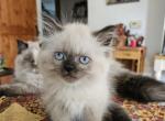 Seymour - Himalayan Kitten For Sale - Van Horne&comma; IA&comma; US