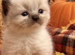 Female Kats ravishing ragdolls - Ragdoll Kitten For Sale - Lancaster&comma; PA&comma; US
