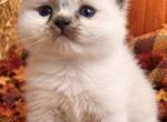 Male kats ravishing ragdolls - Ragdoll Kitten For Sale - Lancaster&comma; PA&comma; US