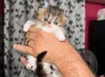 Shiloh kitten - Exotic Kitten For Sale - Arlington&comma; WA&comma; US