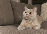 Harley Girl - British Shorthair Cat For Sale - Providence&comma; RI&comma; US