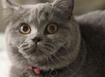 Alice1 - British Shorthair Kitten For Sale - 