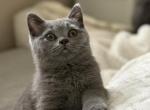 Madonna - British Shorthair Cat For Sale - Huntington&comma; NY&comma; US