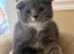 Scottishfolddomestic - Scottish Fold Kitten For Sale - 