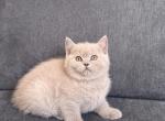Mochie - British Shorthair Kitten For Sale - Woodland Park&comma; CO&comma; US