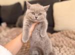 Lola - British Shorthair Kitten For Sale - Woodland Park&comma; CO&comma; US