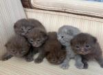 British Shorthair Chocolate Baby Kittens - British Shorthair Kitten For Sale - Orlando&comma; FL&comma; US