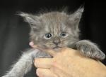 Iceman - Polydactyl Kitten For Sale - Hollywood&comma; FL&comma; US