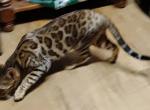 Gucci Girl - Bengal Kitten For Sale - Willows&comma; CA&comma; US