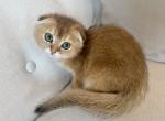 Scottish Fold Golden Male Young - Scottish Fold Kitten For Sale - Orlando&comma; FL&comma; US