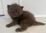 British Shorthair Chocolate Male - British Shorthair Kitten For Sale - Orlando&comma; FL&comma; US