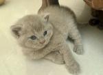 British Shorthair Lilac Male - British Shorthair Kitten For Sale - Orlando&comma; FL&comma; US