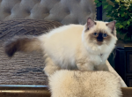 Ragdoll Seal Point Young Adult Female - Ragdoll Kitten For Sale - Orlando&comma; FL&comma; US