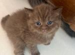 British Shorthair Chocolate Female - British Shorthair Kitten For Sale - Orlando&comma; FL&comma; US