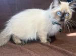 Male ragdoll - Ragdoll Kitten For Sale - Barberton&comma; OH&comma; US