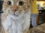 Betty White Claw - Domestic Kitten For Adoption - Boca Raton&comma; FL&comma; US