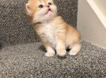 Golden - British Shorthair Kitten For Sale - Bellevue&comma; WA&comma; US