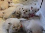 Kittens ready in December - Balinese Kitten For Sale - Wayland&comma; MA&comma; US