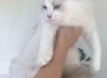 TICA Blue Bicolor Girl Ocean - Ragdoll Kitten For Sale - IL&comma; US