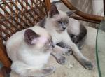 Blue point kittens - Siamese Kitten For Sale - 