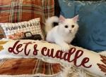 Dumpling of FirCountry Siberians - Siberian Kitten For Sale - Castle Rock&comma; WA&comma; US