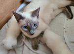 Below cost Siamese adults lilac and blue - Siamese Cat For Sale - Garner&comma; NC&comma; US