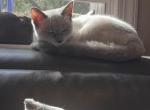 Sweetie - Siamese Kitten For Sale - Wayne&comma; NJ&comma; US
