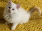 Persian Doll - Persian Kitten For Sale - Havre De Grace&comma; MD&comma; US