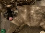 Seal tortie female - Siamese Cat For Sale - Deer Park&comma; IL&comma; US