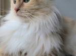 Female Adult Ragdolls - Ragdoll Cat For Sale - Middletown&comma; DE&comma; US