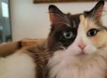 Female Adult Ragdoll - Ragdoll Cat For Sale - Middletown&comma; DE&comma; US