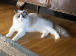 Mello - Ragdoll Cat For Sale/Retired Breeding - WI&comma; US