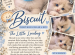 Biscuit - Ragdoll Kitten For Sale - Corona&comma; CA&comma; US
