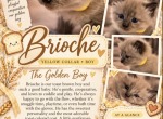 Brioche - Ragdoll Kitten For Sale - Corona&comma; CA&comma; US
