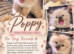 Poppy - Ragdoll Kitten For Sale - Corona&comma; CA&comma; US