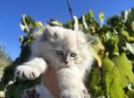 Male - Siberian Kitten For Sale - 