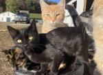 Spider man - American Shorthair Kitten For Sale - Sugarcreek&comma; OH&comma; US