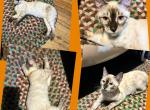 Orange collar - Bengal Kitten For Sale - 
