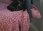 Jax - Domestic Kitten For Sale - Rosedale&comma; MD&comma; US